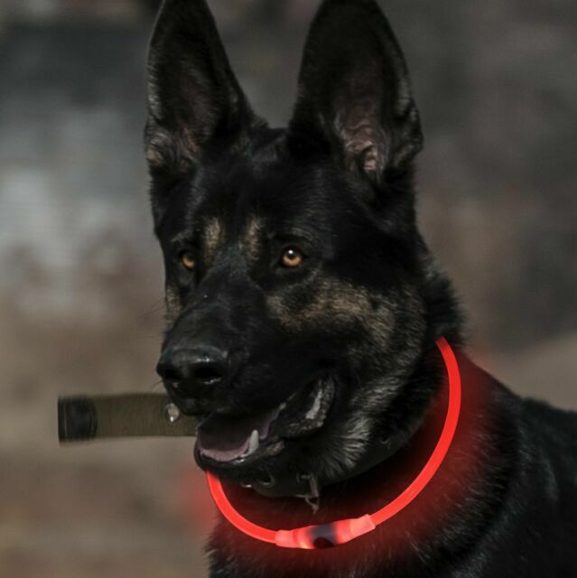 bseen dog collar