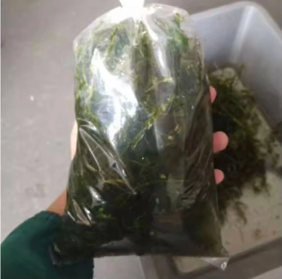 Hydrilla Tree, 150g+- per pack (ASFARM) - Image 3 of 4