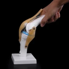 Anatomical Human Knee Joint Model with Ligament Flexible Skeleton Model US STOCK