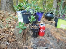 Jade Crassula Ovata, Live Plant 4"- 5" Tall.
