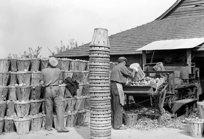 1938 Apple Packinghouse, Camden County, New Jersey Old Photo 13