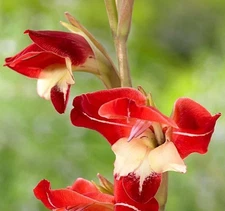 10 - HARDY GLADIOLUS Laura Jay Flower Bulbs  * NEW * Spring Shipping