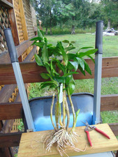 Dendrobium mirbelianum Bloom size Bare root SPECIES HUGE PLANT