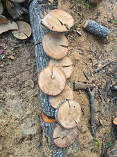 Unfinished Rustic Natural Wood Round Log Slice Discs w/ Bark Edge, lot 5