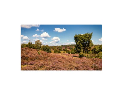 Lüneburger Heide Blüte Landschaft Leinwand Wandbild Natur Original 80 x 40 cm
