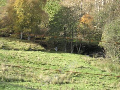 Foto 12x8 Tarret Burn Greenhaugh\/NY7987 Ein Reiher fliegt in der CEN um 2010