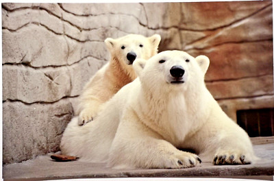 1987 POLAR BEARS POWELL OHIO COLUMBUS ZOO Postcard Zero & Her Cub Shivers C2