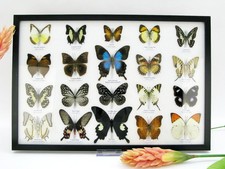 20 Real Tropical Butterflies XXL Display Case Picture Frames A-20-pericles-10