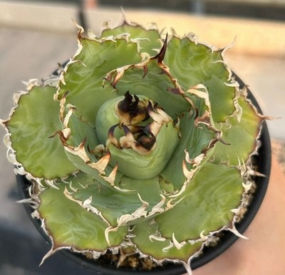 1pc Sale Rare Cacti Agave Titanota 'Lace' WYSIWYG Lighting mainten Garden Decor