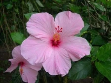 1 Pack 100 Light Pink Hibiscus Seeds Hibiscus Rosa-sinensis Garden Flower Seed