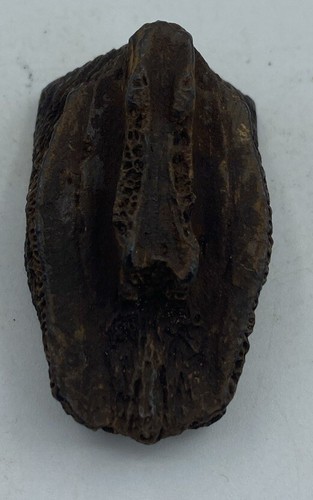 Fragmento de caparazón de tortuga fosilizado de Florida, época del Pleistoceno T23 - Imagen 2 de 4
