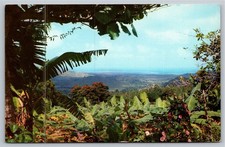 El Yunque Tropical Rain Forest Puerto Rico African Tulip Tree Postcard