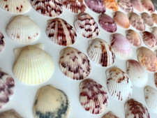 50 Scallop Seashells .75-1" vacation beach frame crafts wedding shells SV P USA
