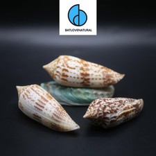 Conus Australis Seashell: Natural Snail Shell for Crafts & Decor