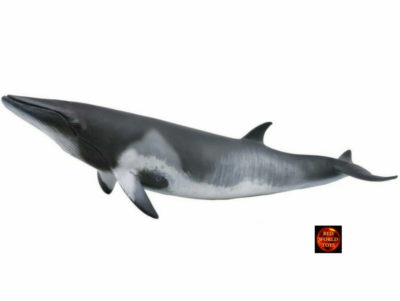 SPERM WHALE SEALIFE Toy Model Figure by CollectA 88835 Brand New £13.99 - UK