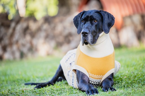 Mila+me 'OSLO' Designer Dog Jumper For GREAT DANE - Picture 5 of 11