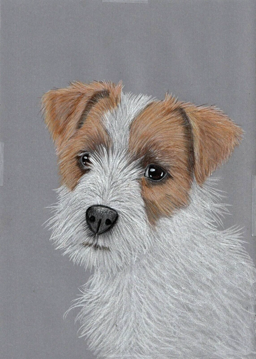 Rough haired jack russell top