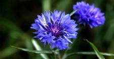 Tall Blue Cornflower, Bachelor Button, Wildflower, Young Love, FREE SHIPPING