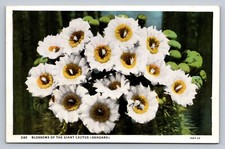 Postcard Blossoms of the Giant Cactus Sahuaro Unposted White Border B230