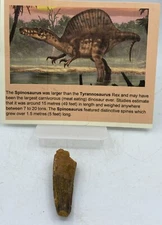 Spinosaurus Teeth LOT Dinosaur F0SSIL Before T Rex Cretaceous J53