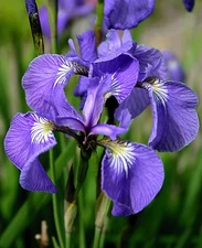 Iris (Orris) Blossom Pure Absolute Essential Oil - 30 ML + Free Carrier oil 10ml