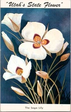 The Sego Lily Sate Flower Vintage Postcard Spc12