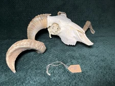 Real Merino RAM SKULL Blonde Double Curl Horns 27.5” Removable Horns Taxidermy