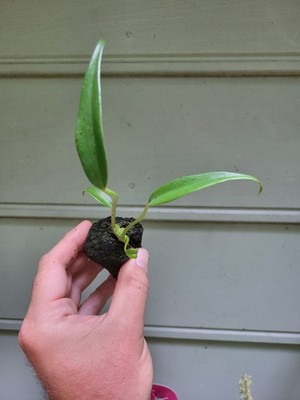 philodendron plants for sale Philodendron Pink Princess Houseplant with Planter - Medium ( 7"-12" tall) Top Half Dusty Rose Planter