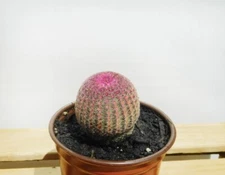 Rainbow Hedgehog Cactus | Echinocerys Rigidissimus v Rubrispinus | Pink Cactuses