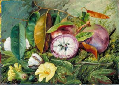 Marianne North Foliage Flowers and Seed Vessels 1872 17''x 22'' Archival Art Print
