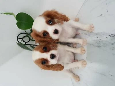 king charles cavalier puppies for sale gumtree