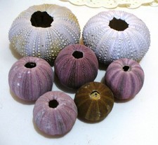 Seven Sea Urchin shells