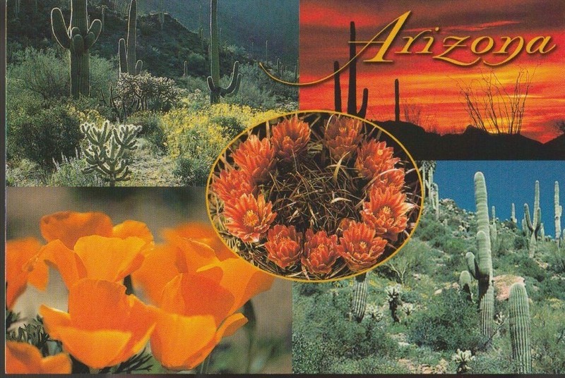 Unposted Postcard "Arizona Desert Flowers"