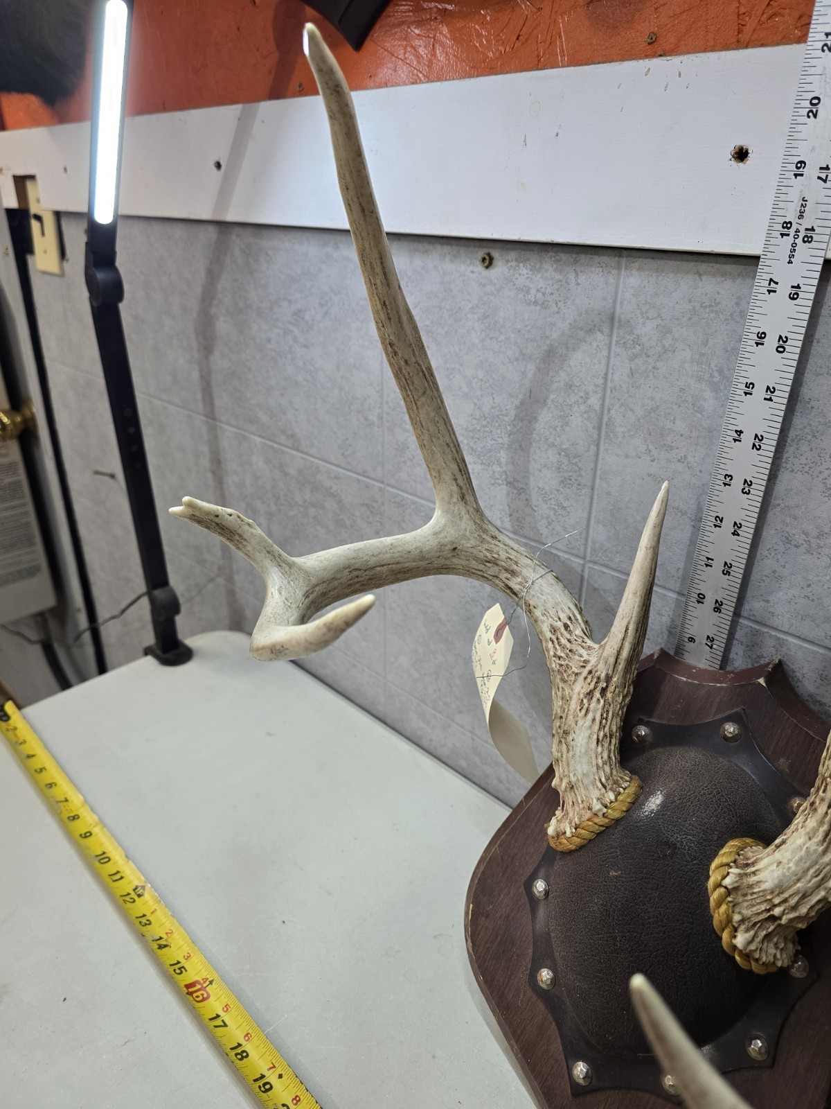 Wild 8 Point 131-2" Whitetail Deer Antler Rack Horn Skull Plate Decor Man Cave