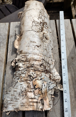 White Silver Birch Bark Sheet Strip Nature Curvy Irregular 5''W 15''L DIY