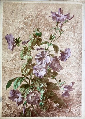 Purple Garden Petunia, Petunia hybrida, 19th c. Botanical Lithograph Ed. Muller