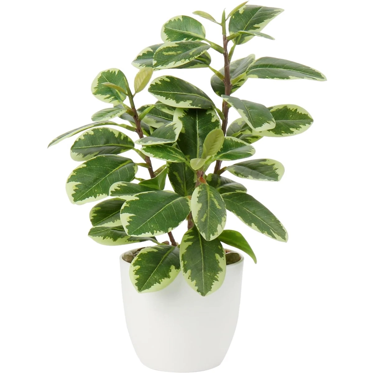 epipremnum pinnatum mint variegata Epipremnum pinnatum 