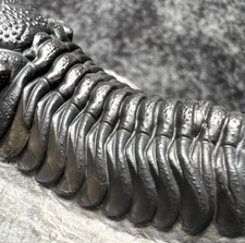 Moroccops sp. Trilobite Fossil – Beautiful, Highly Detailed Specimen
