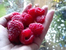 1 - POLKA Everbearing Live Red Raspberry Plant - 1-2 yr Old - FALL SHIPPING