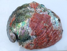 Extra large museum quility Red Abalone Shell OVER 10" in prestine condition