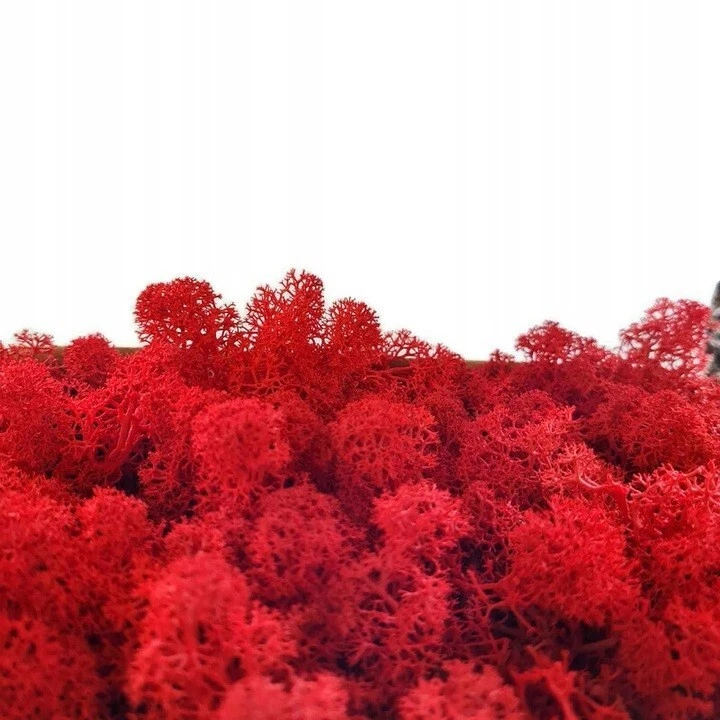 Islandmoos Rentiermoos Reindermoos Natur Moos konserviert Farben Dekomoos 6 Farb - Bild 2 von 4