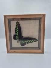 Vintage Frames Rajah Brookes Butterfly Real And Rare