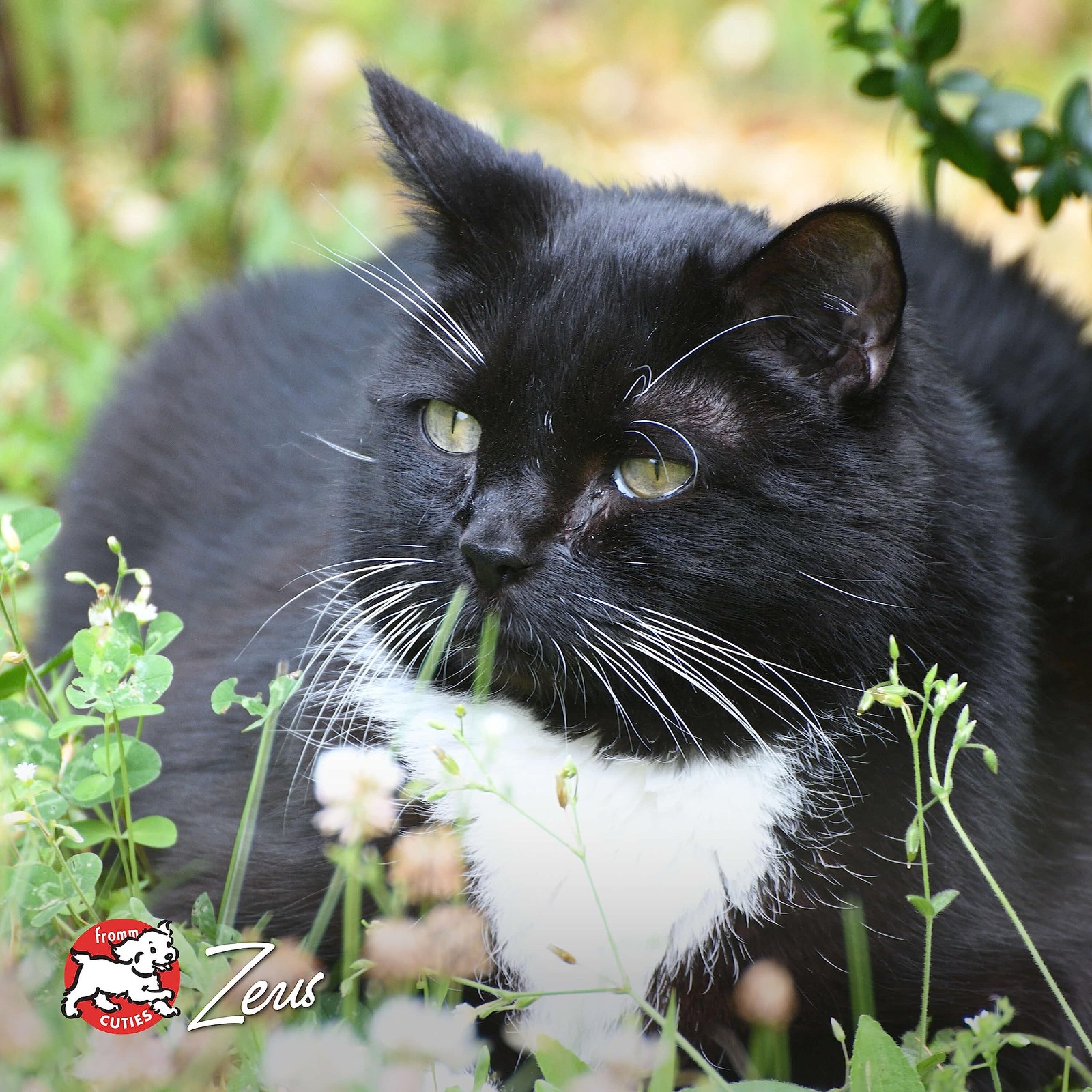 Fromm Healthy Weight Gold Dry Cat Food - Weight Management Cat Food for Adult...
