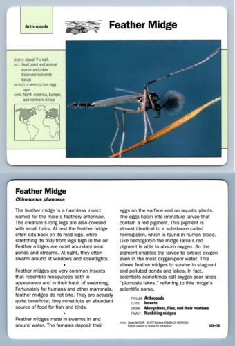 Artrópodos Feather Midge #103.16 - tarjeta de aventura de vida silvestre Grolier - Imagen 1 de 1