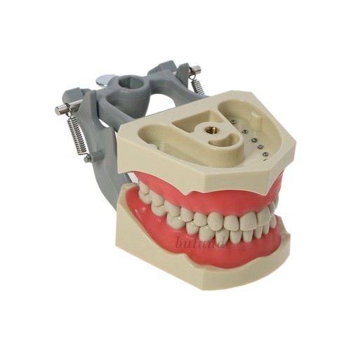 US Columbia Dentoform 860 tipo dentale modello Typodont 32 pezzi denti rimovibili M8030 - Foto 8 di 11