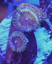 [WYSIWYG] Death Star Zoa 3H Frag #1 Easy Softy Zoanthid Paly Live Coral
