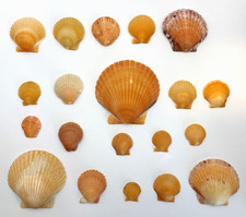 Lot of 20 Orange Scallop Sea Shells Southwest Florida C35