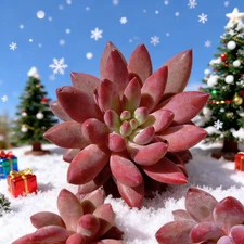 Echeveria Cherry Rare Succulent Plant, Bare Root Easy Care Live