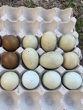 6 Multi Gen Backcross Olive Egger Fertile Hatching Eggs