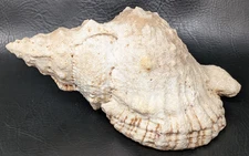 Giant Frog Snail Sea Shell Tutufa Bubo Conch 10.5" Nautical Ocean Beach Decor